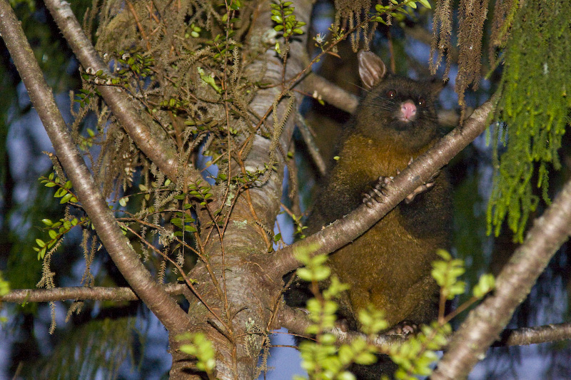 Brush-Tailed Possum In Tree